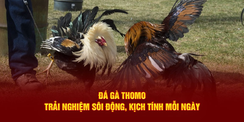 Đá gà Thomo