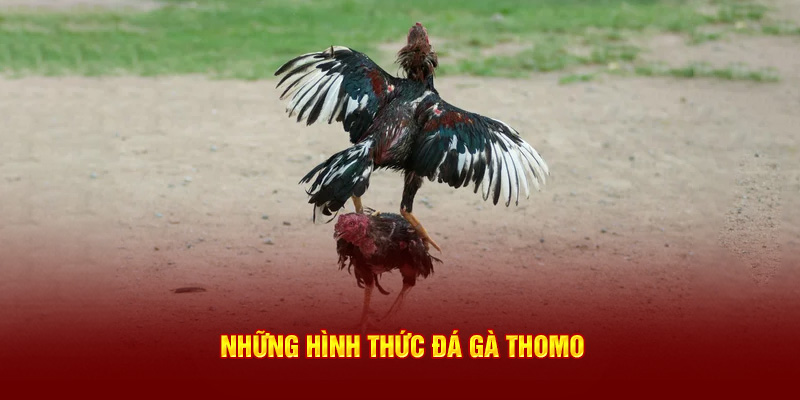 Những hình thức đá gà Thomo