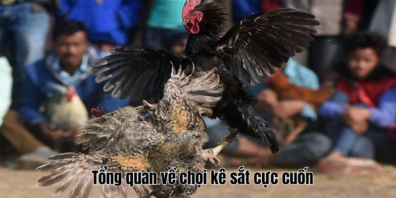 Tổng quan về chọi kê sắt cực cuốn